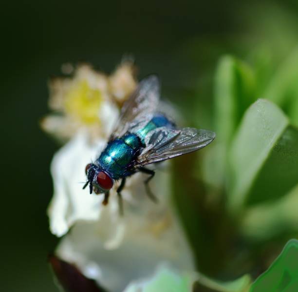 A series of beautiful garden photos