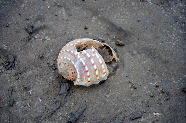 istock Dead shell of the snail on the seashore. 2162778253
