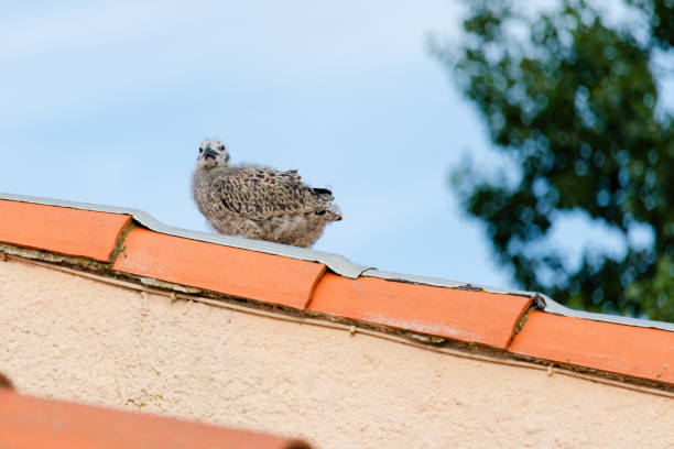 Baby seagull are perched on a red roof. The birds are small and fluffy, and they seem to be enjoying their time on the roof. The scene is peaceful and serene