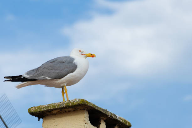 Baby seagull are perched on a red roof. The birds are small and fluffy, and they seem to be enjoying their time on the roof. The scene is peaceful and serene