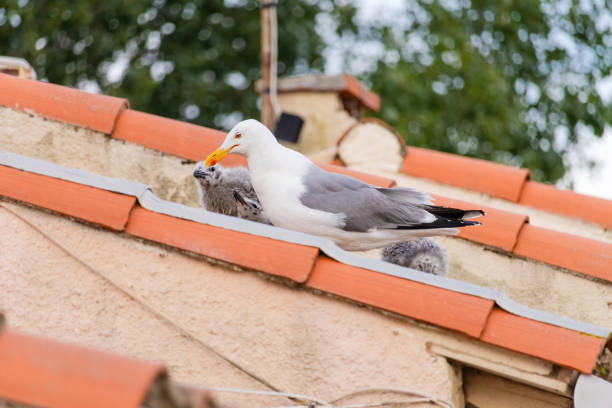 Baby seagull are perched on a red roof. The birds are small and fluffy, and they seem to be enjoying their time on the roof. The scene is peaceful and serene