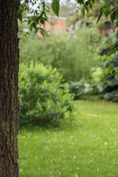 istock Summer decorative nature frame with tree trunk and blur green bokeh foliage, background, vertical image, copy space. 2162779526