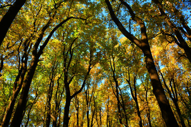 images of the park