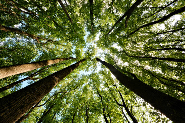 istock Shenandoah National park SNP 2162779661