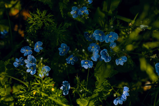 Germander speedwell plant in bloom in summer, Veronica chamaedrys, selective focus. Blue flowers, nature, herb, flora, season, botany concept