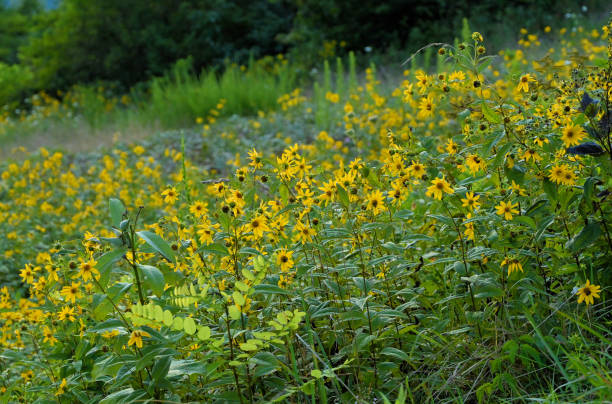 istock Shenandoah National park SNP 2162780459