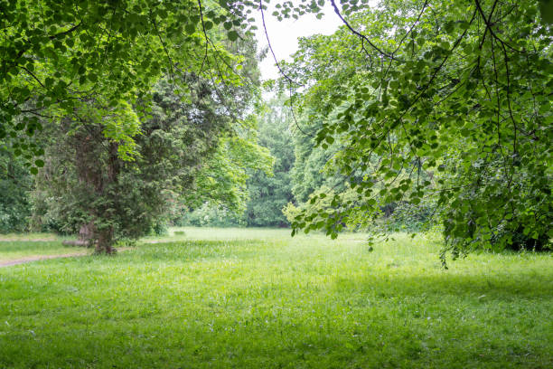 istock Spring Meadow Texture Background, Green Spring Landscape with Copy Space, Idyllic Meadow Banner 2162780485
