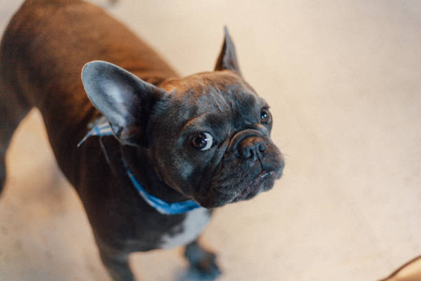 istock french bull dog 2162780615