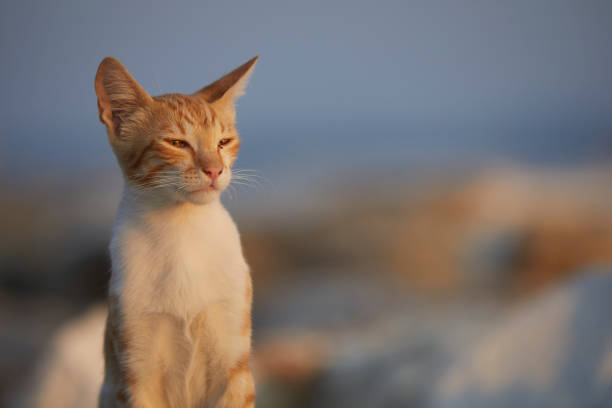 ginger kitten enjoying sunset near sea
