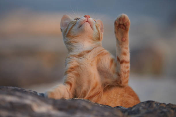 ginger kitten enjoying sunset near sea
