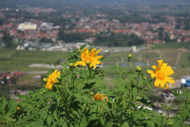 istock Heliopsis helianthoides flower, false sunflower 2162780971