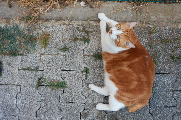 ginger and fat stray cat of istanbul relaxing
