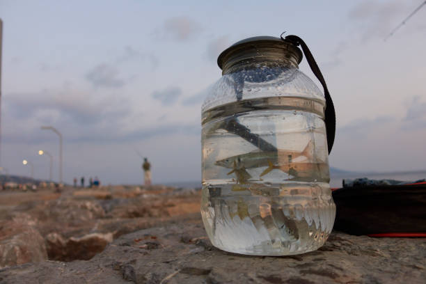 cloudy day and a sea fish right after been catched in istanbul seaside