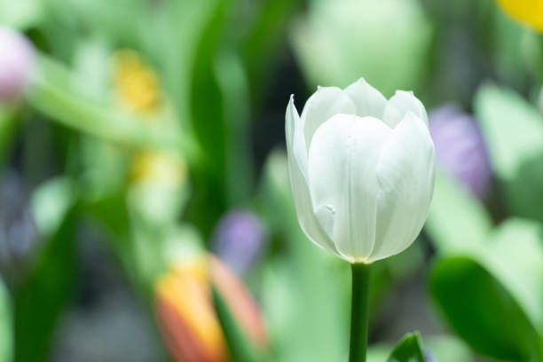 freshness white tulip flower in field in spring sunny day