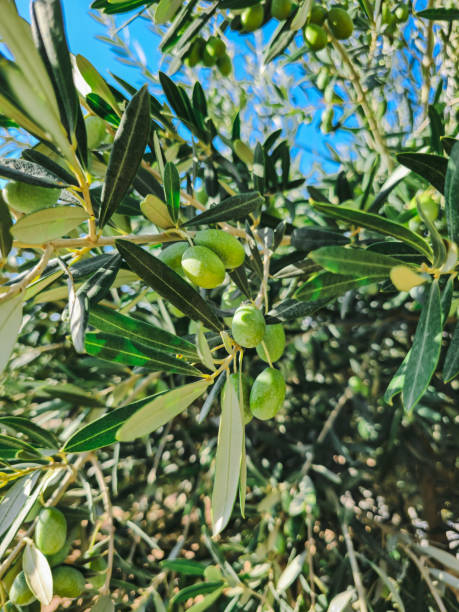 istock Raw olives on the branches of the olive tree 2162782871