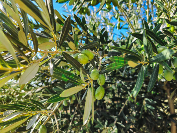 istock Raw olives on the branches of the olive tree 2162782941