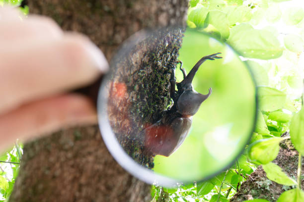 Observing a rhinoceros beetle with a magnifying glass