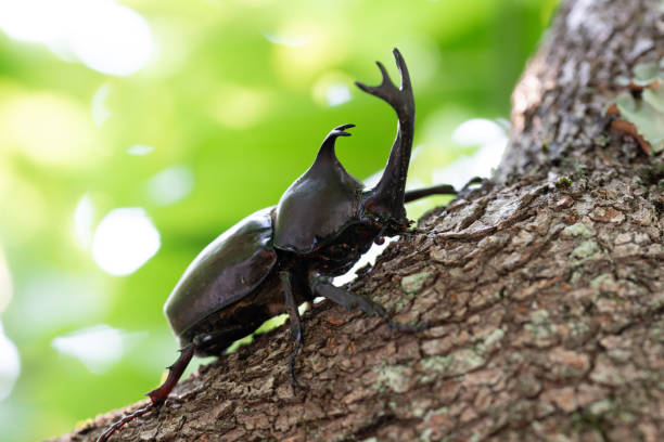 istock Japanese rhinoceros beetle on a tree 2162785287