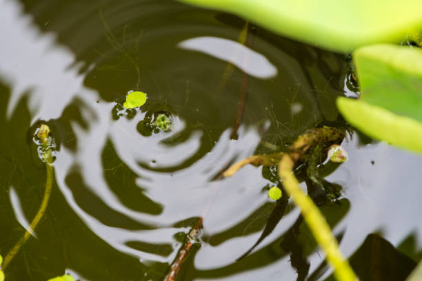 istock Water Ripples in a Pond 2162785871