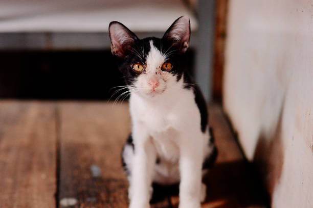 istock city homeless animal 2162785913