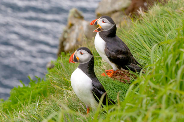 istock Puffins on Shetland islands 2162786841