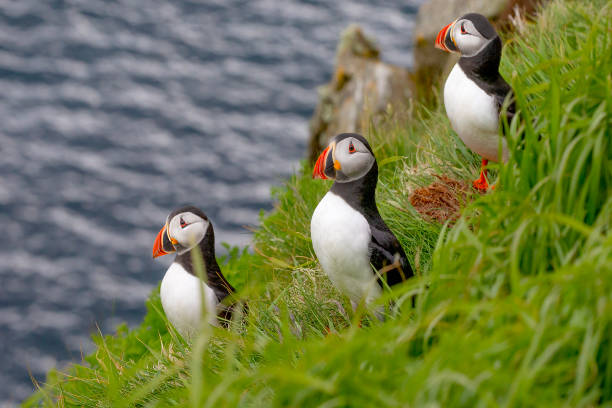 istock Puffins on Shetland islands 2162786853