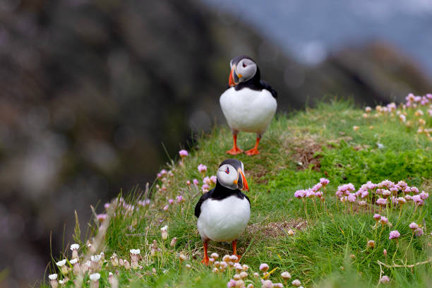 istock Puffins on Shetland islands 2162786933