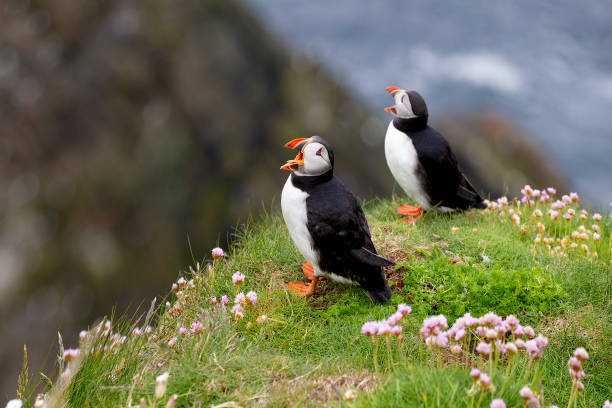 istock Puffins on Shetland islands 2162787140
