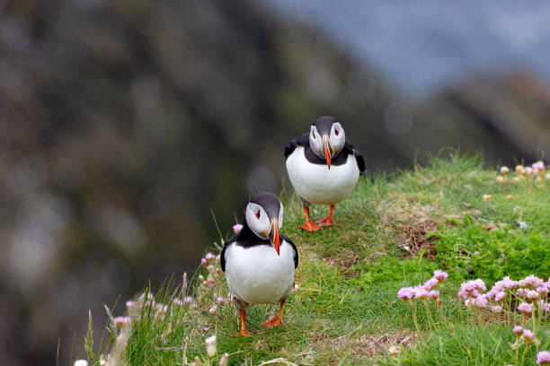 istock Puffins on Shetland islands 2162787143