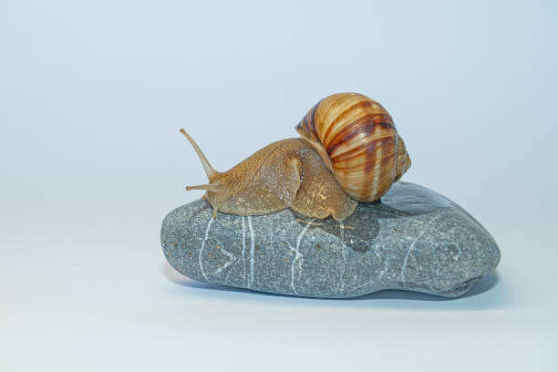 istock A snail on a pebble on a white background. Speed concept. 2162787166