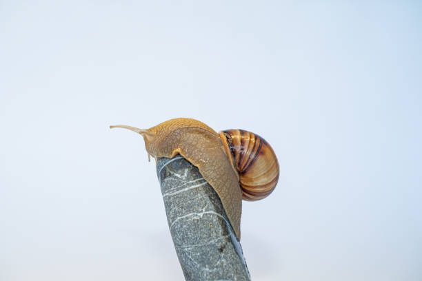 istock A snail on a pebble on a white background. Speed concept. 2162787169