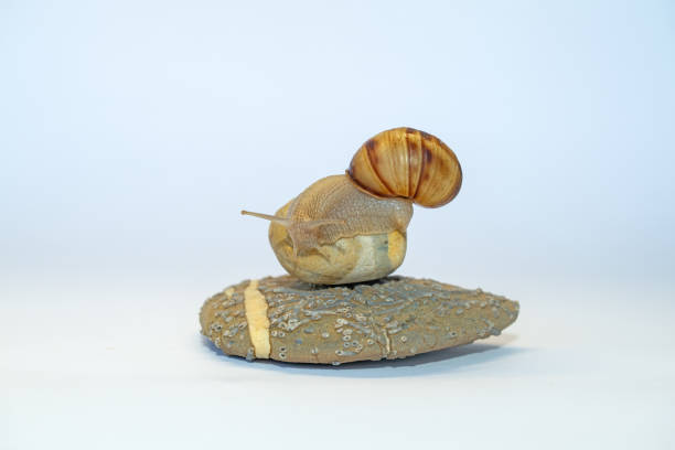 istock A snail on a pebble on a white background. Speed concept. 2162787180
