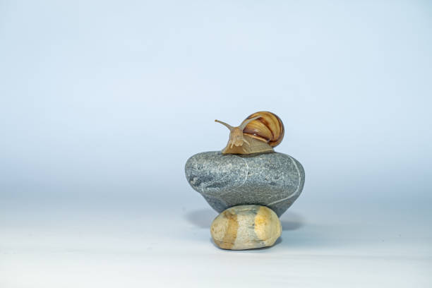 istock A snail on a pebble on a white background. Speed concept. 2162787194