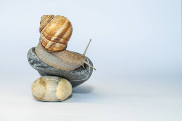istock A snail on a pebble on a white background. Speed concept. 2162787195