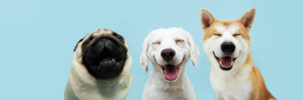 istock Banner three  smiling dogs with happy expression. and closed eyes. Isolated on blue colored background. 2162788307