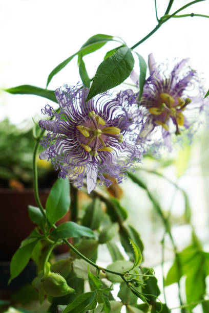 istock Passiflora flower among greenery. Tropical plant passion flower. 2162789890
