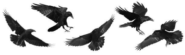 istock Birds flying ravens isolated on white background Corvus corax. Halloween - mix five flying birds 2162790502