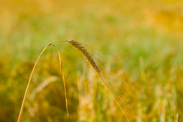 ripe ear of barley in the field in the sunset light