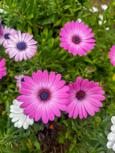 A cluster of vivid orange and pink daisies bloom beautifully in a colorful garden, surrounded by blurred lush purple flowers