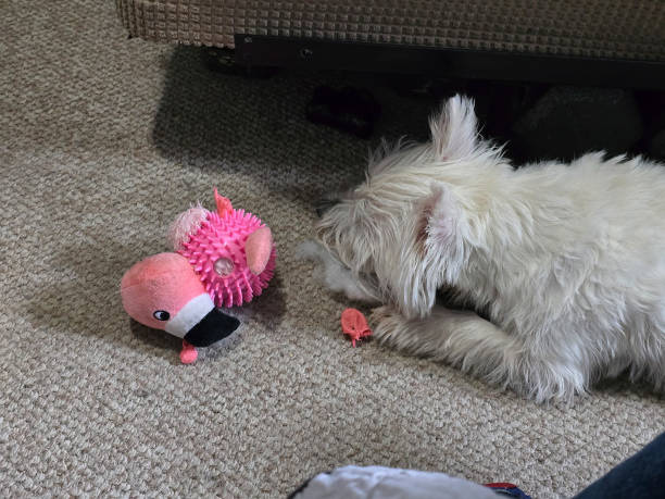 istock Dog lying by its toy 2162792029