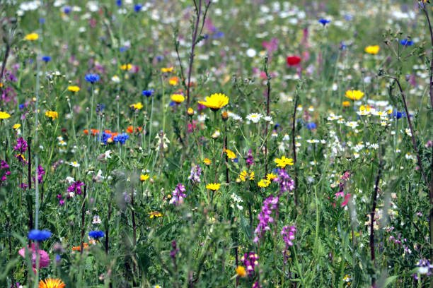 istock Mixed flowers in a meadow with wild flowers. 2162792365