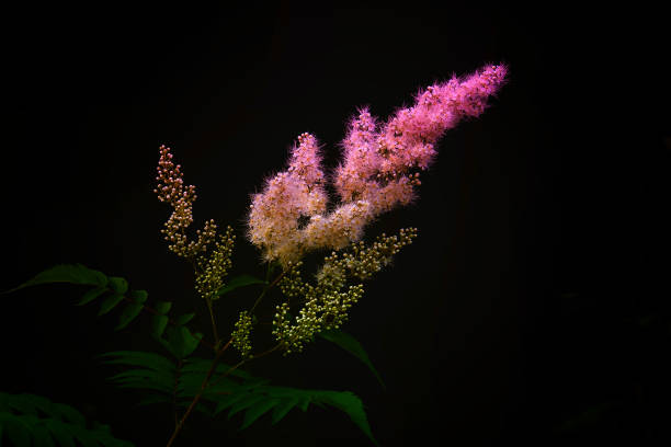 Closeup flowering beautiful NSW Christmas Bush, background with copy space, full frame horizontal composition