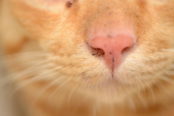 istock homeless orange cat 2162795192