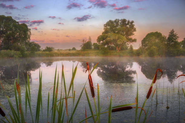 morning on the pond