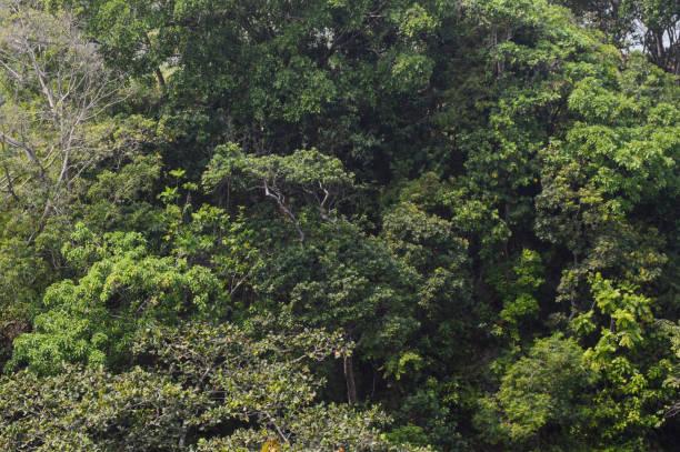 istock Big green tree near the beach 2162797922
