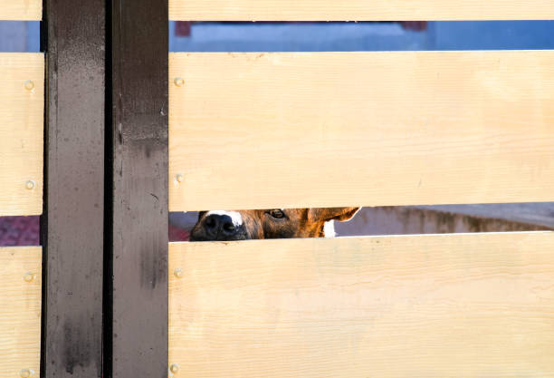 istock Brown dog peeping through the wooden gate. 2162799866