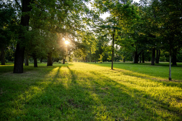 istock Low sun shines through the trees in the park 2162800124