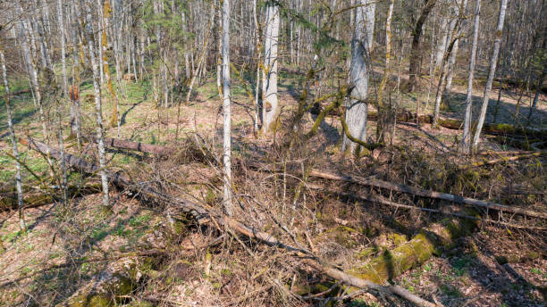 istock Partle declined broken oak tress in spring 2162800779