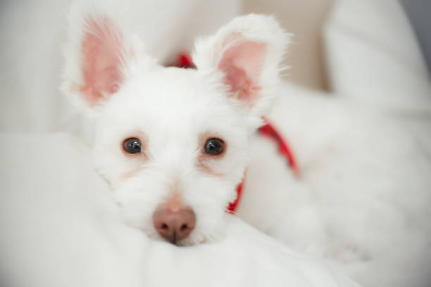 A white, fluffy dog with a brown nose and pink ears lies on a bed.