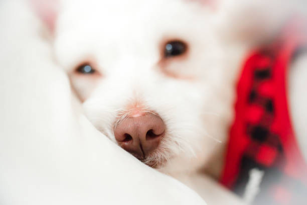 A white, fluffy dog with a brown nose and pink ears lies on a bed.